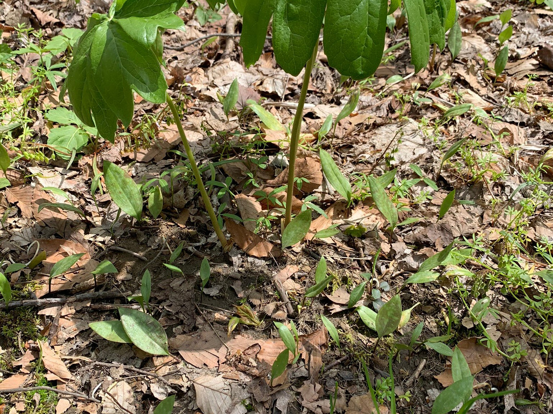 Allardale-Medina必去景点