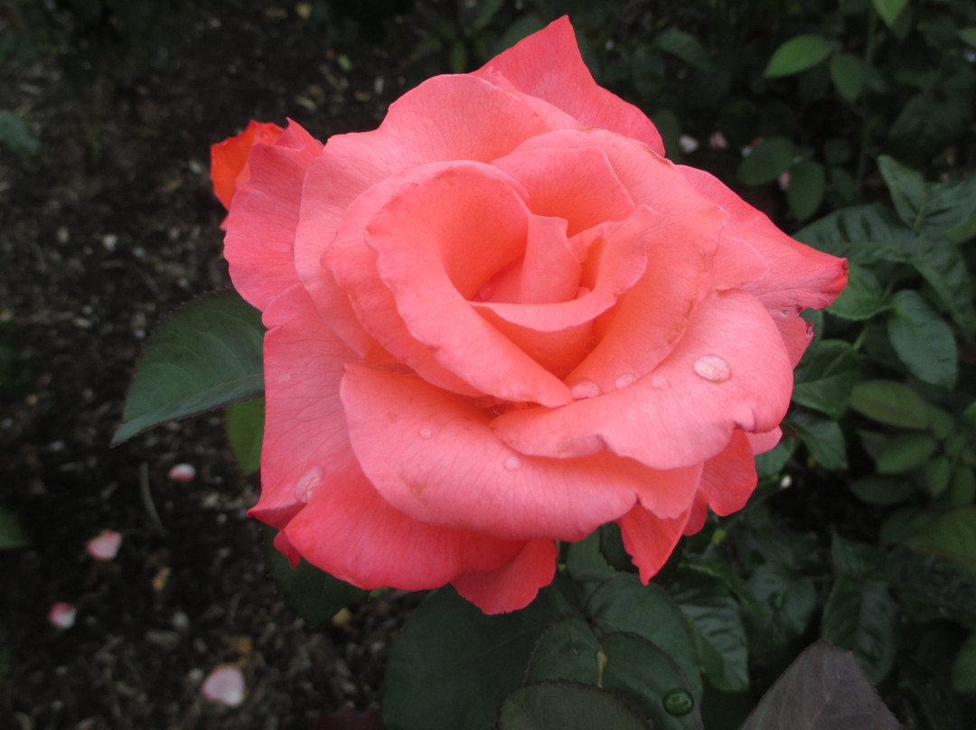 Laura Conyers Smith Rose Garden in Loose Park-堪萨斯城必去景点