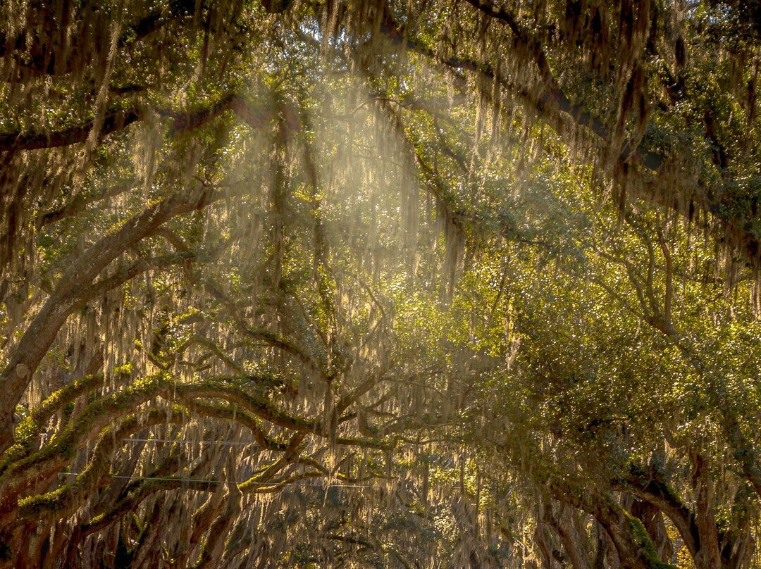 Wormsloe Historic Site景点图片