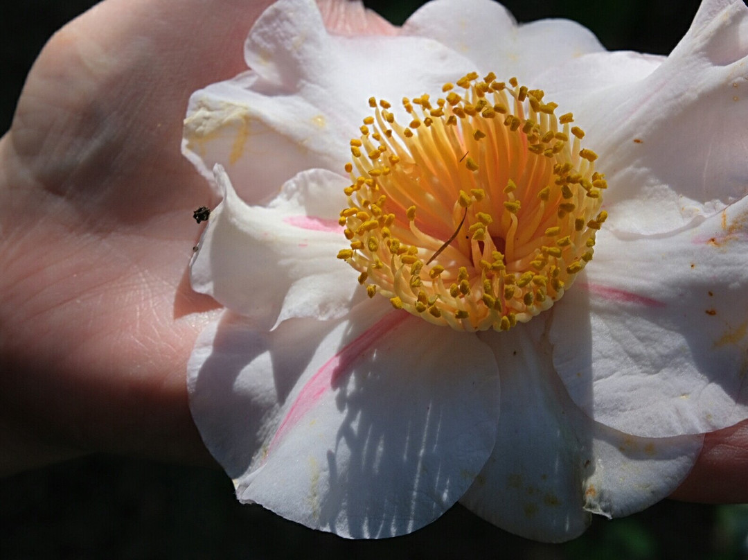 Botanischer Garten景点图片