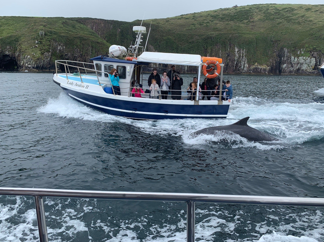 Dingle Dolphin Boat Tours景点图片