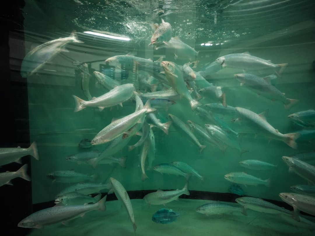 Salmon Center Gildeskål-Inndyr必去景点