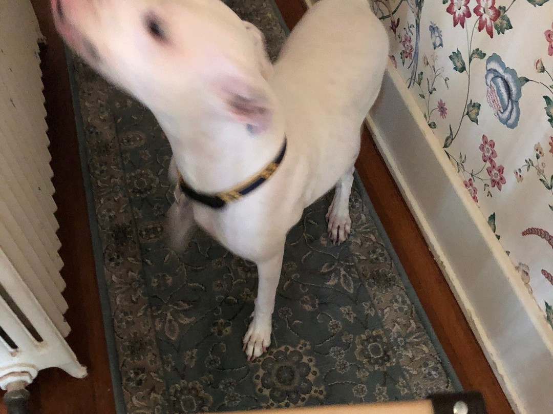 Grand Colonial Bed and Breakfast主图