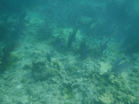 Fury Key West Snorkeling-基韦斯特必去景点