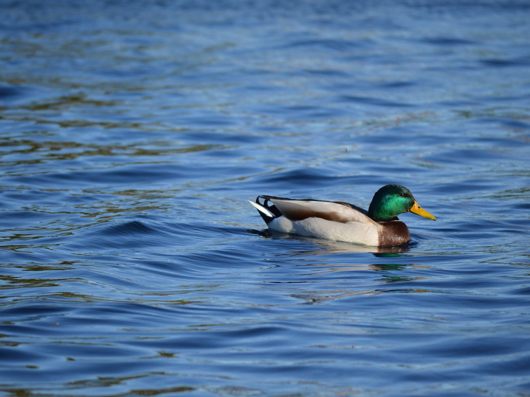 Don Knabe Community Regional Park-喜瑞都必去景点