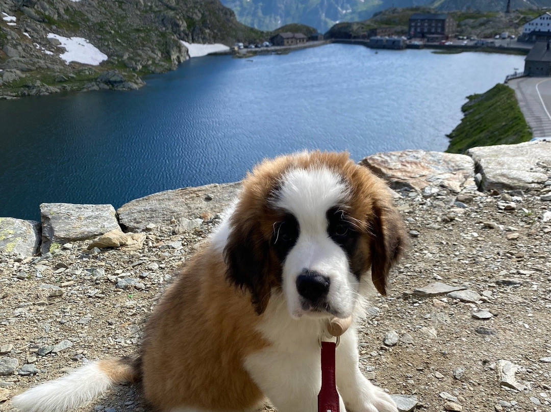 Great St. Bernard Pass景点图片