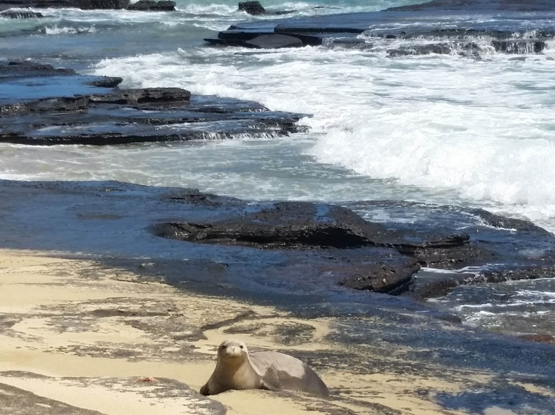 Niihau Helicopter-马卡韦利必去景点