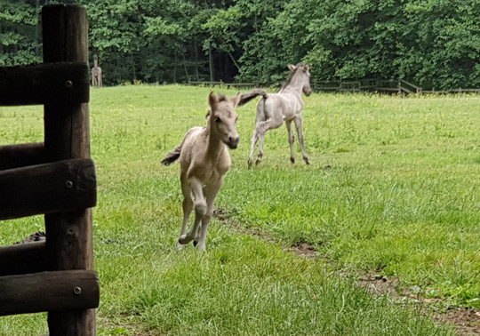 Neanderland Steig-Mettmann必去景点