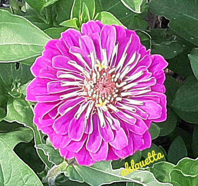 Rosberg House B&B主图