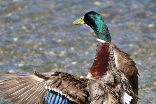 Sailor Bar Park-Fair Oaks必去景点