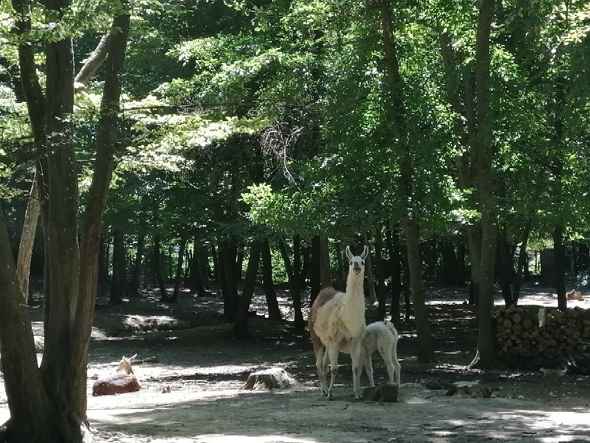 Parc Animalier de Janvry景点图片