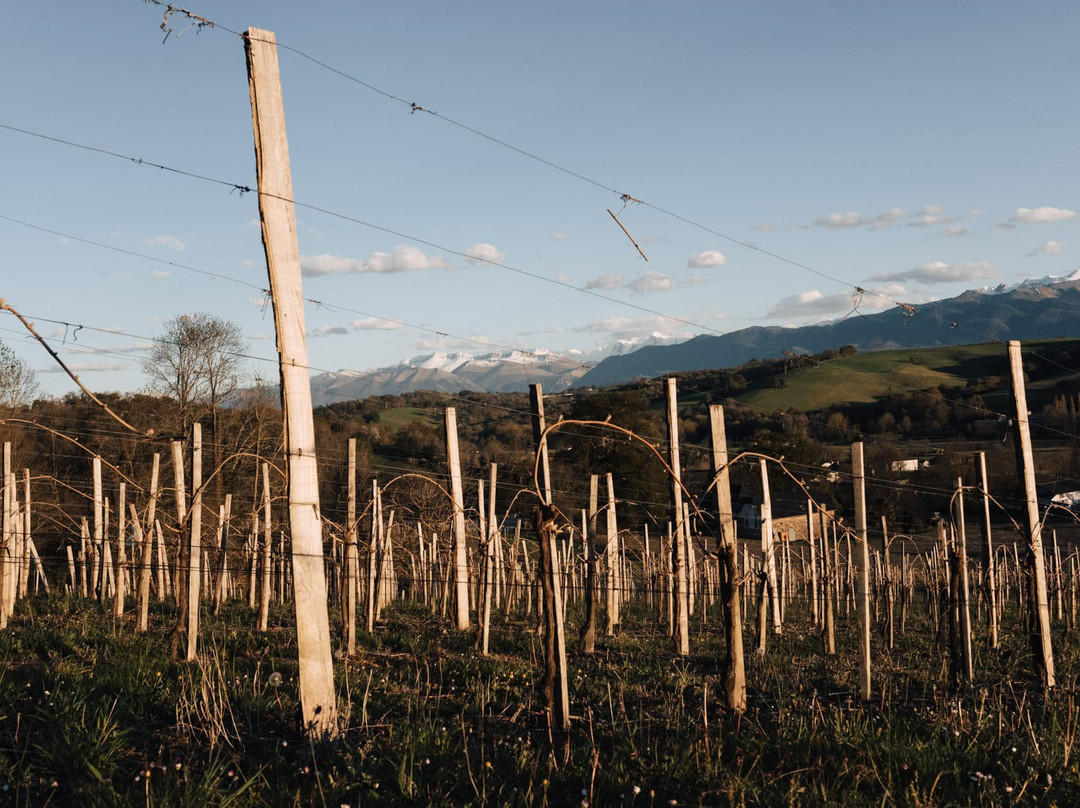 Maison des Vins du Jurançon (Vignerons du Jurançon)景点图片