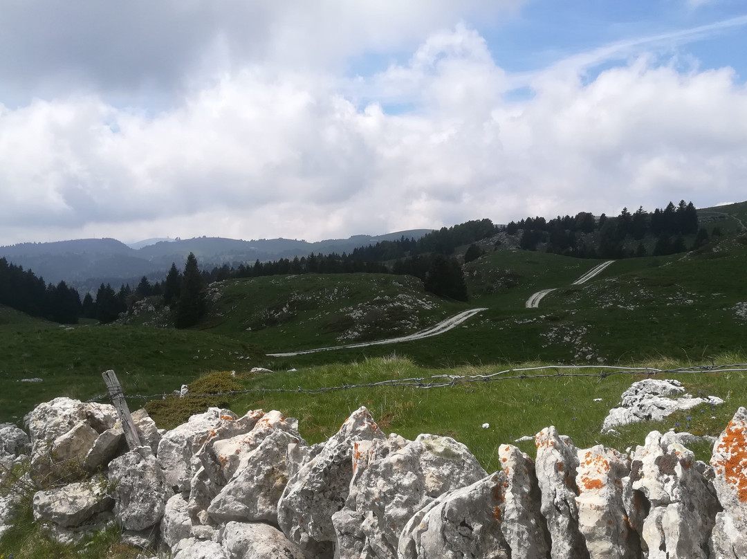 Happy Owl Tracks-维罗纳必去景点