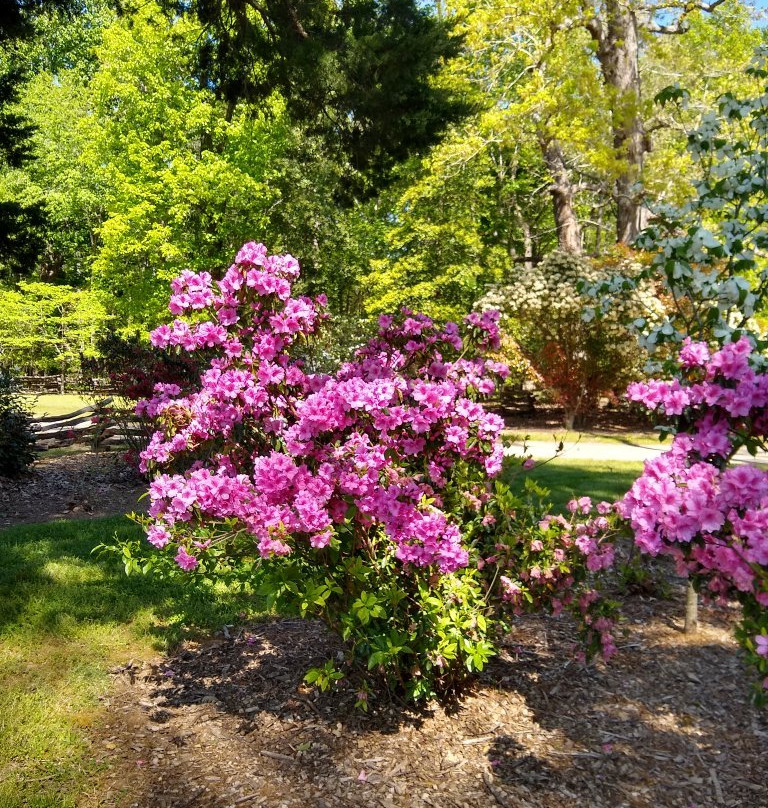 Sherwood Forest Plantation Foundation-Charles City必去景点