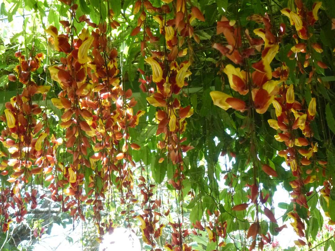 Hotel Bougainvillea主图