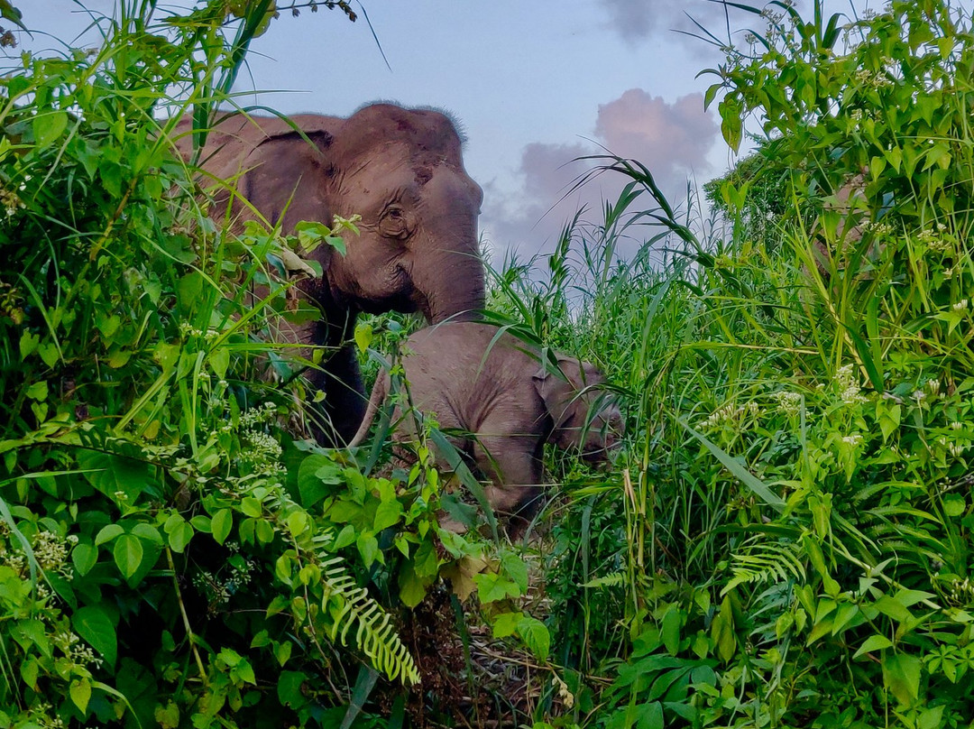 Sungai Kapur-拉哈达图必去景点