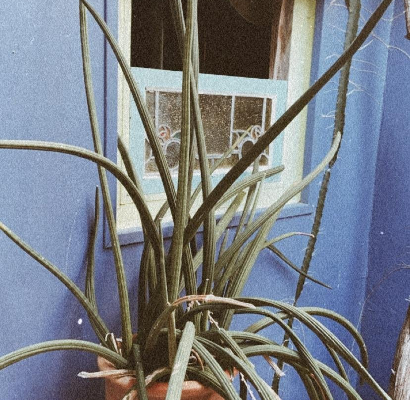 Beach House Aruba Apartments主图