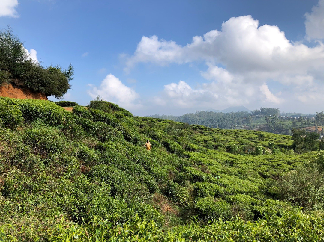 努瓦拉埃利亚巿及茶乡-奴娃拉伊利雅必去景点