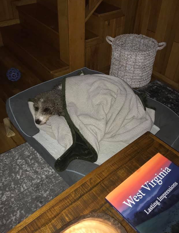 Carnifex Ferry Cabins主图