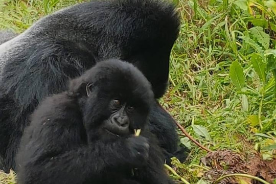 Katona Tours and Travel-Ruhengeri必去景点