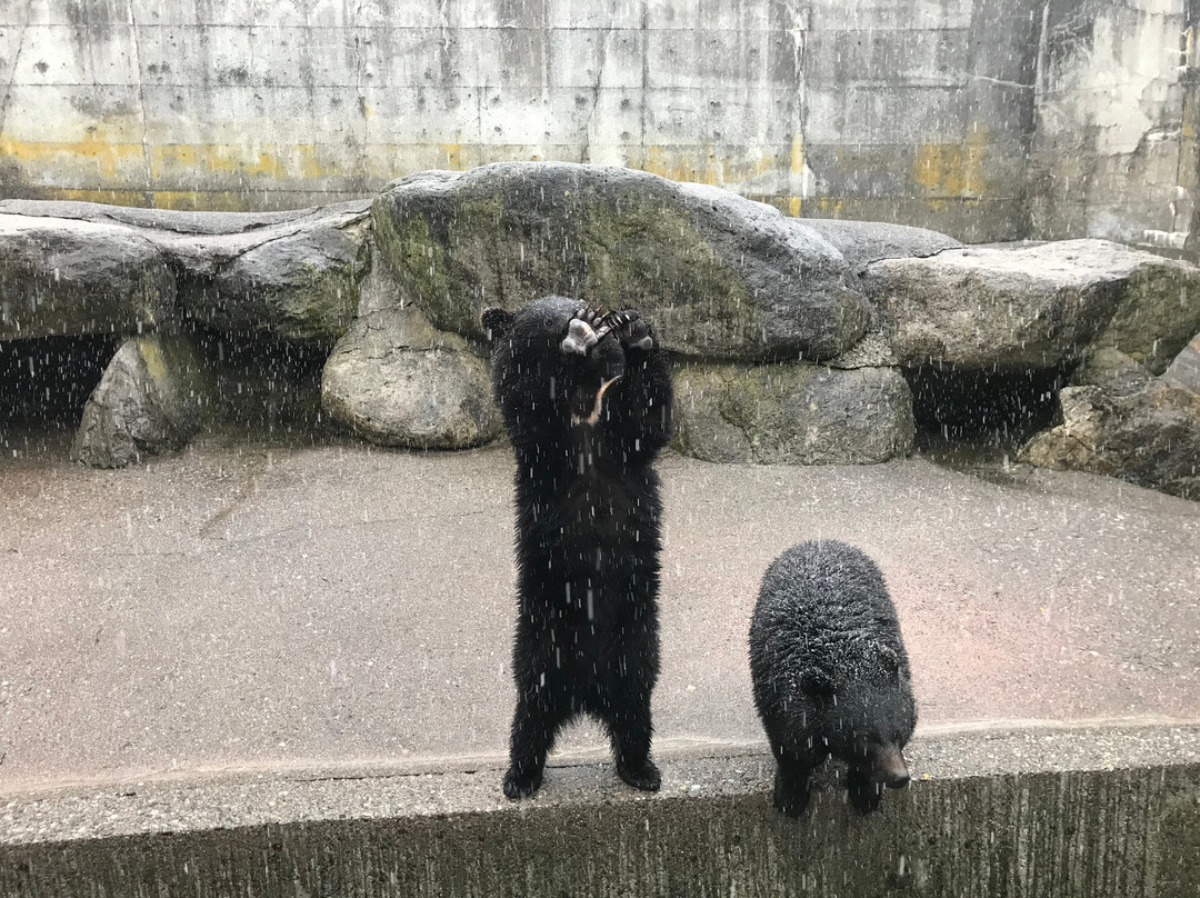 Okuhida Bear's Ranch景点图片