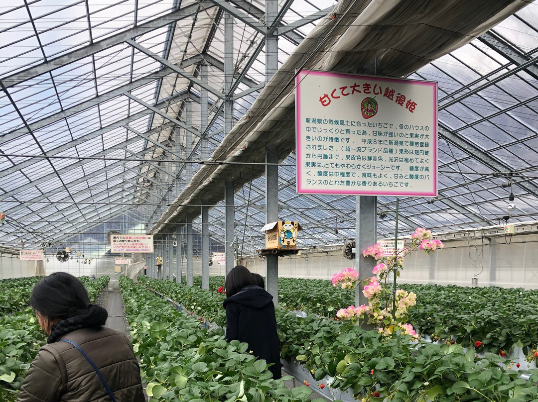 Yukiguni Agripark Yuzawa Ichigo-mura景点图片