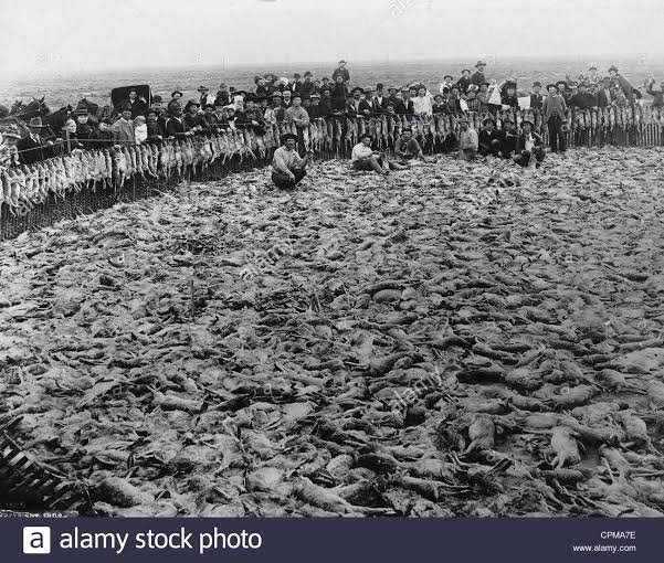 Dog Fence-库伯佩迪必去景点