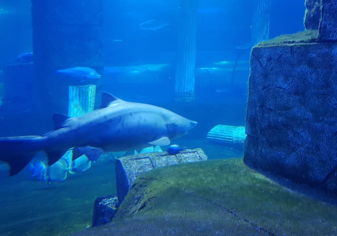 Aqua Vega Aquarium景点图片