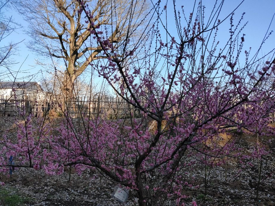 Mito Plum Festival-水户市必去景点