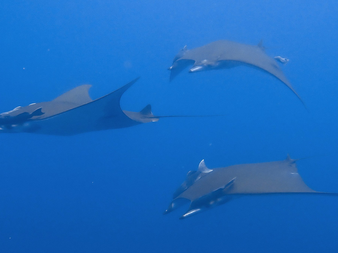 Dive Saint Helena-Jamestown必去景点