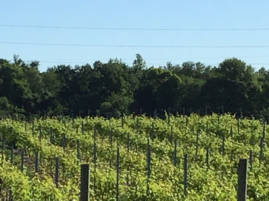 Cedarvale Winery景点图片