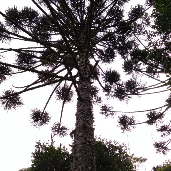 Monumento Natural Salto Sao Joao-Prudentopolis必去景点