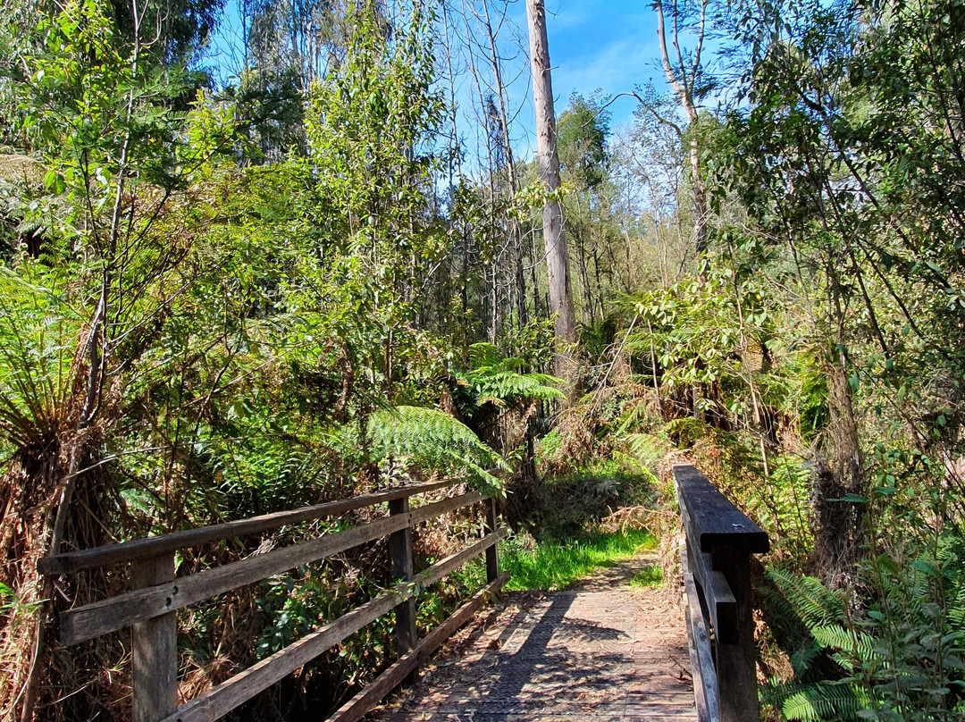 Michaeldene Track景点图片