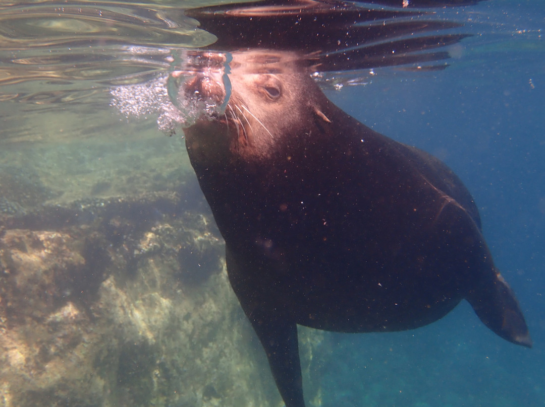 Baja Coras Tours-拉巴斯必去景点