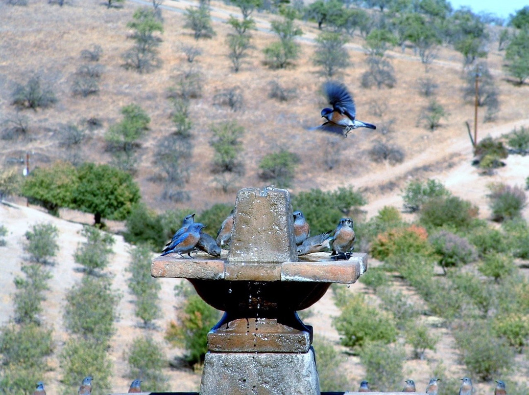 Manucci Winery- Wild Coyote景点图片