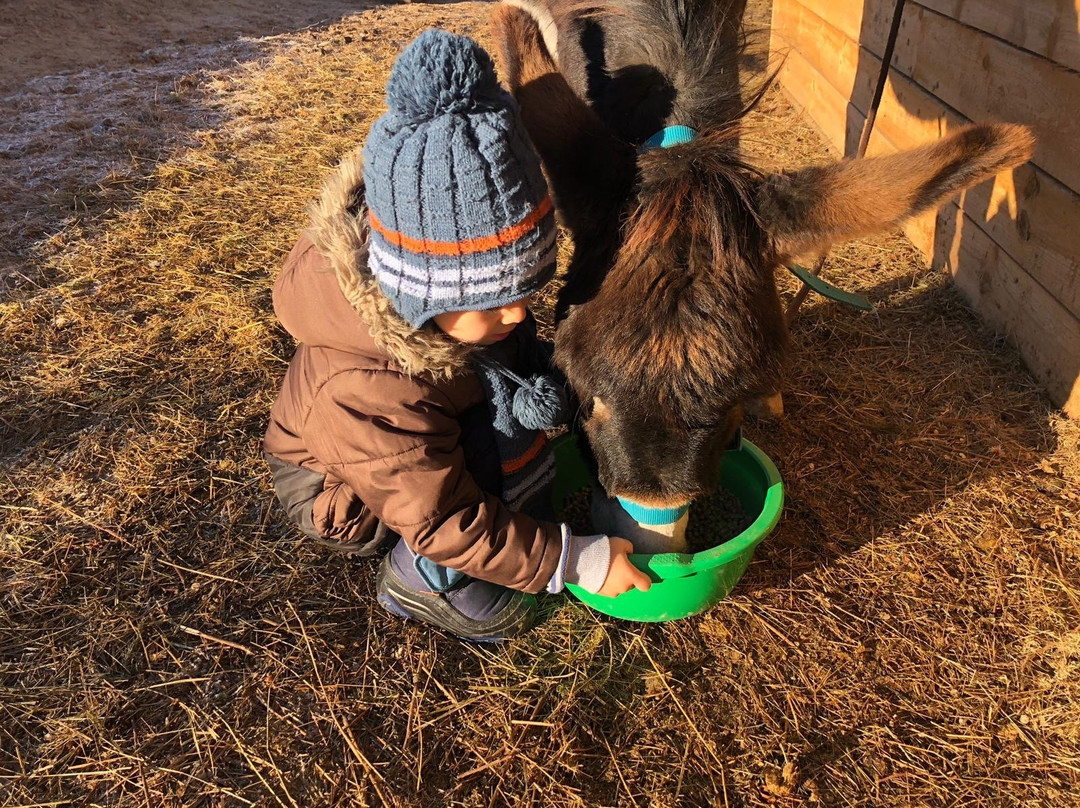 Happy Donkeys-Madzhare必去景点