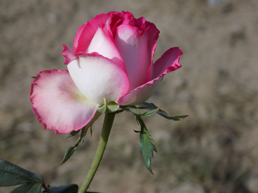 Patanjali Yogpeeth-哈里瓦必去景点