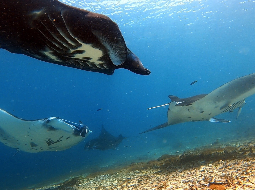 Somer Dive Center-Labuan Bajo必去景点