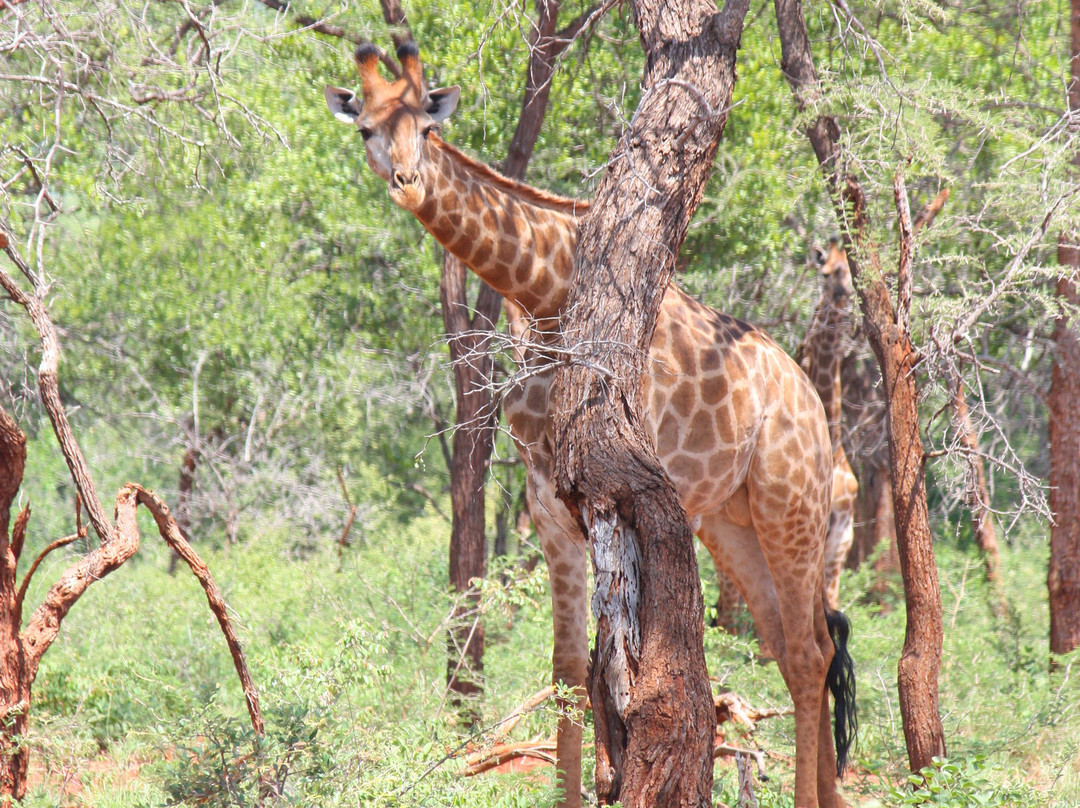 Tambuzi Safaris-霍德斯普鲁特必去景点