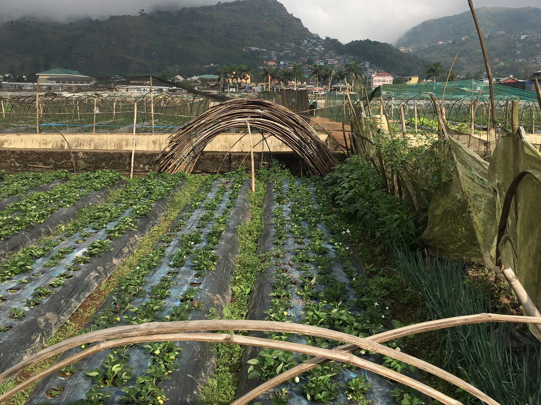 Strawberry Farm景点图片
