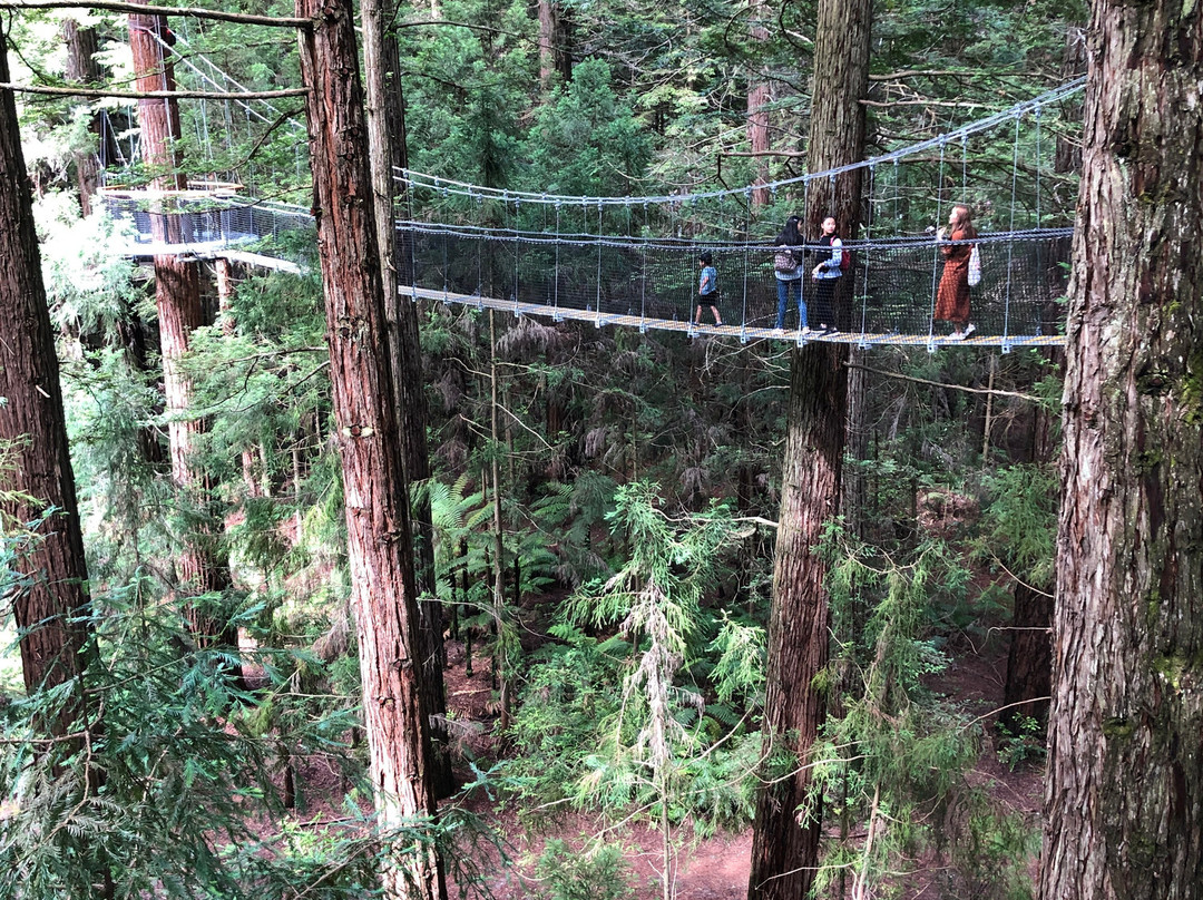 Redwoods Treewalk景点图片