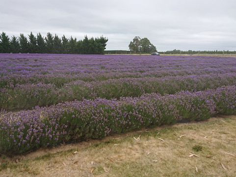 Farmers Coner-基督城必去景点