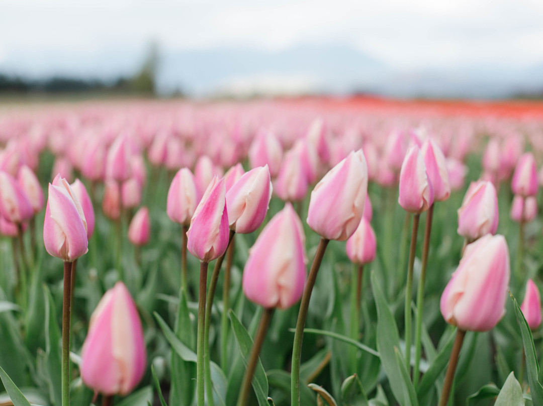 Harrison Tulip Festival景点图片