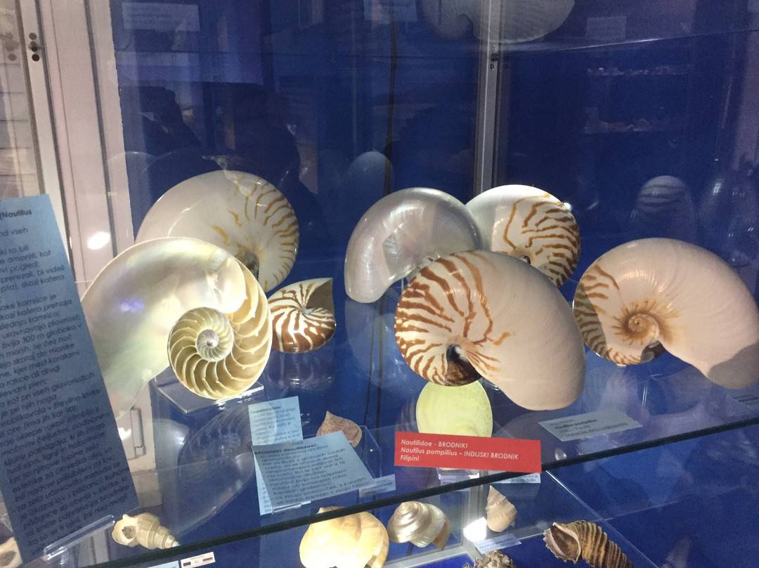Magical World of Shells Museum景点图片
