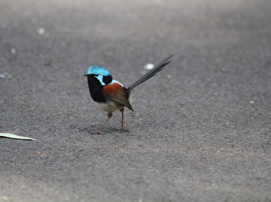 Gloucester National Park-彭伯顿必去景点