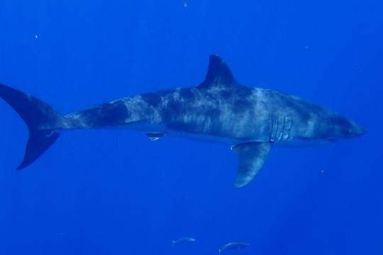 Cantamar Liveaboards-Isla Socorro必去景点