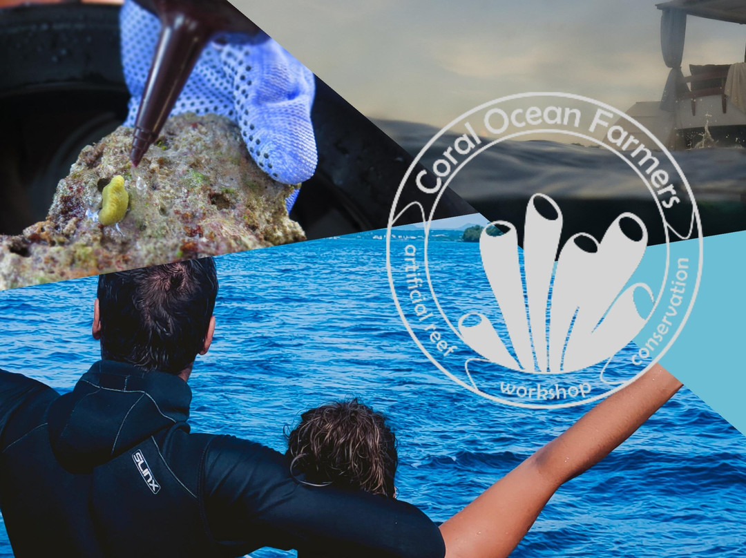 Coral Ocean Farmers internship / volunteering-Panglao必去景点