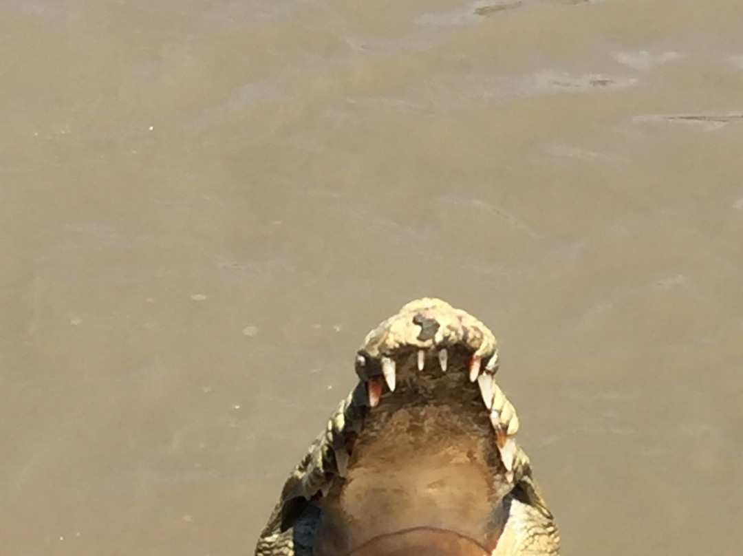 Spectacular Jumping Crocodile Cruise景点图片