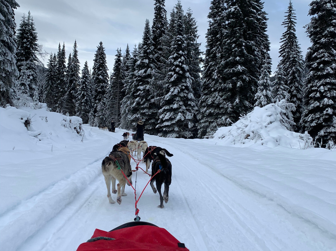 Cold Fire Creek Dogsledding景点图片