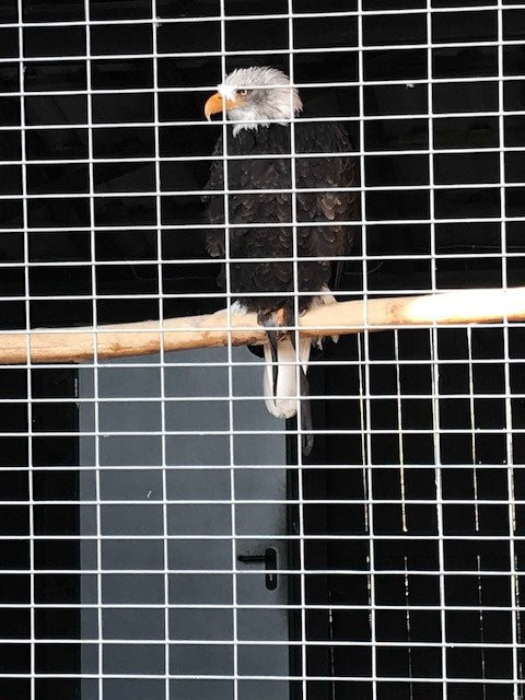 Falknerei Pierre Schmidt-Erftstadt必去景点